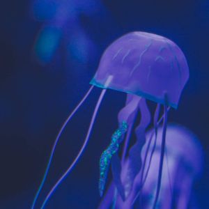 26 (Demo)